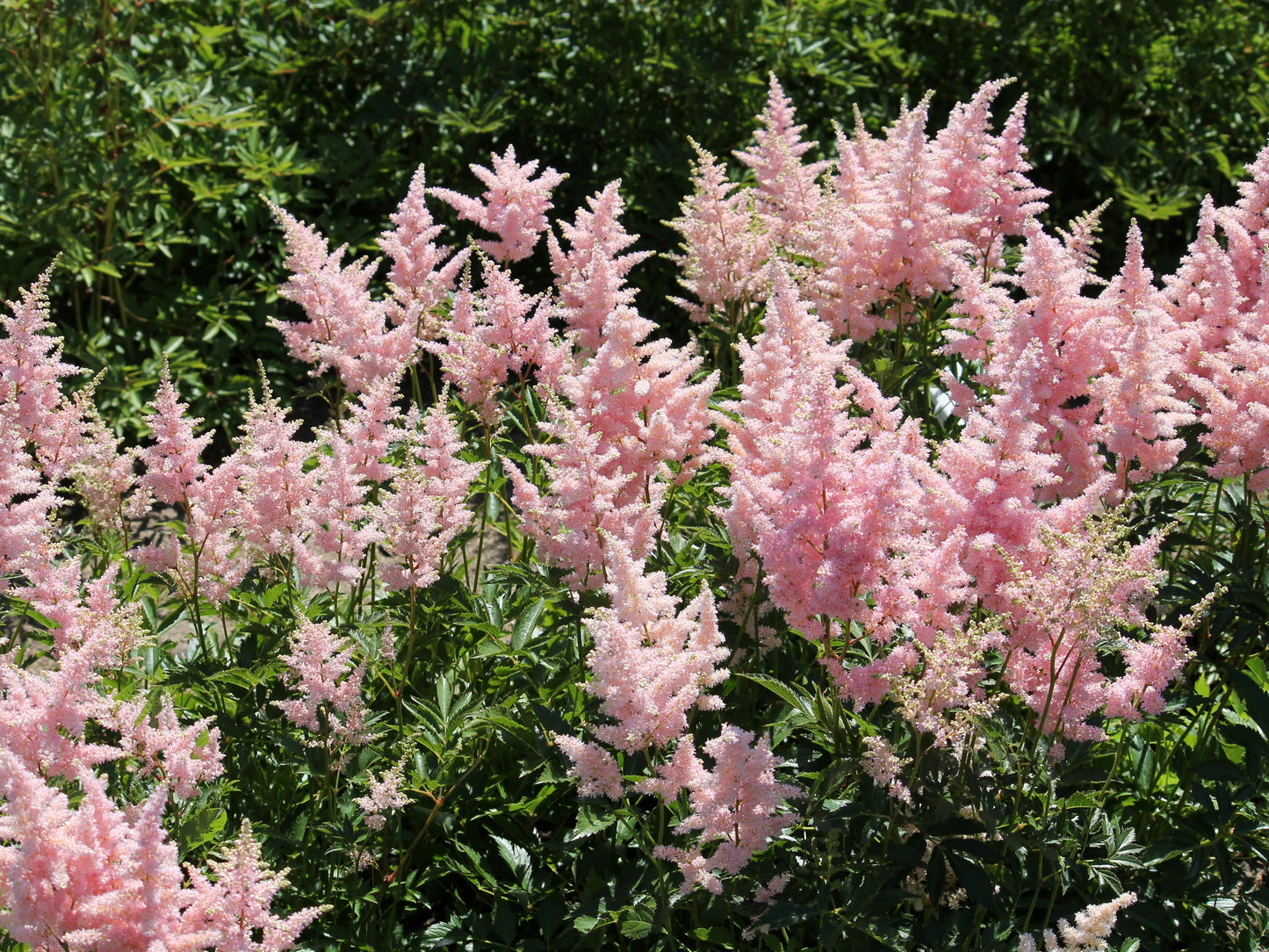 100 PINK MIX ASTILBE (False Spirea / False Goats Beard) Astilbe Chinensis Flower Seeds