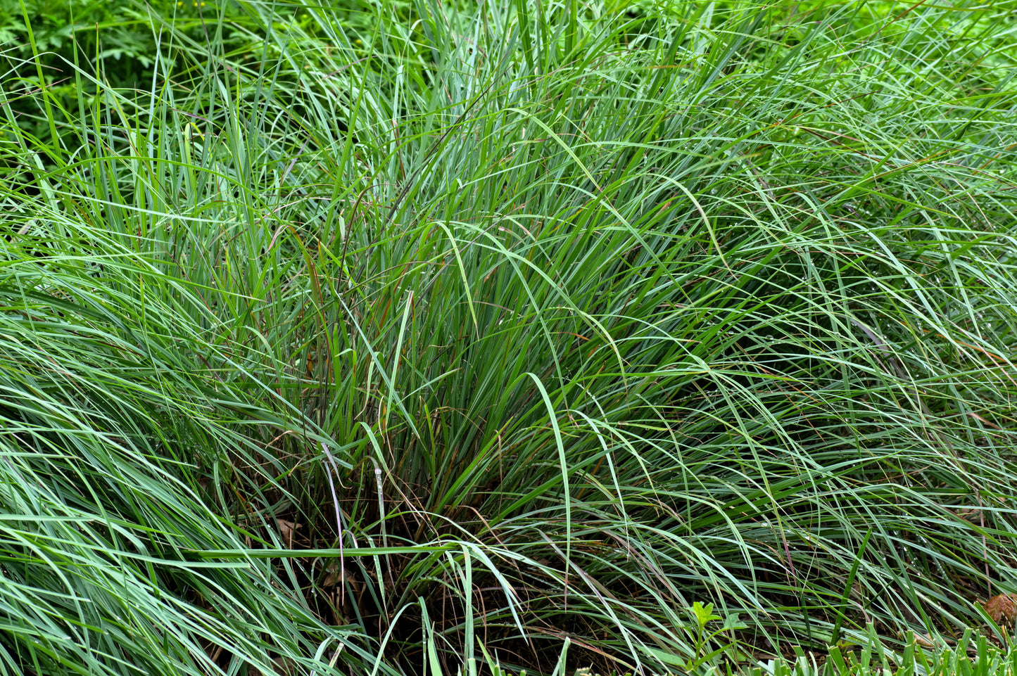 300 LITTLE BLUESTEM GRASS Schizachyrium Scoparius Seeds