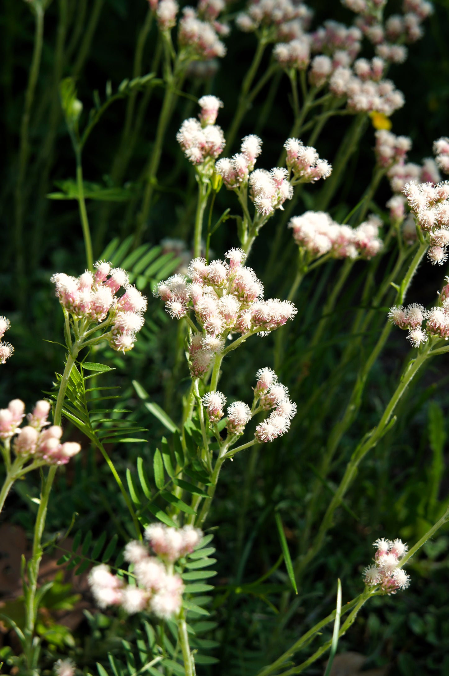 150 White PUSSYTOES Cats Paws Antennaria Flower Seeds