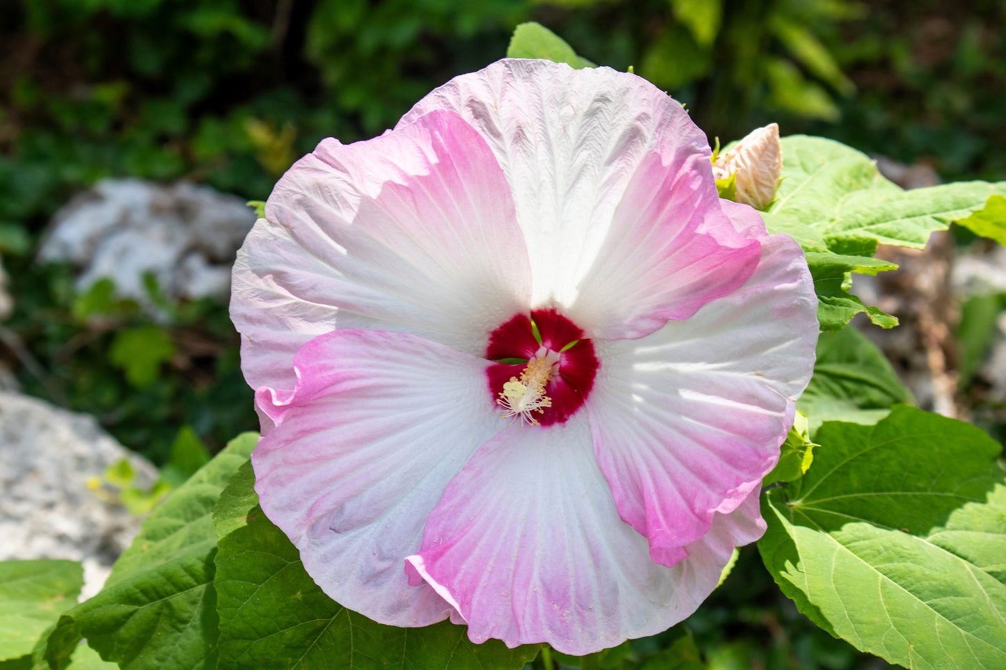 10 Luna PINK SWIRL Hardy HIBISCUS Flower Seeds