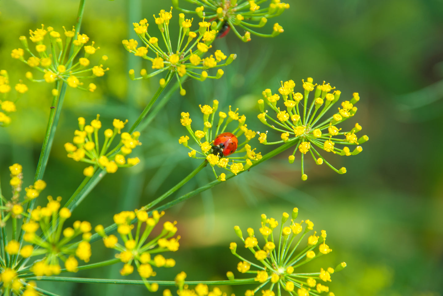 1500 DUKAT DILL Anethum Graveolens Sweet Heirloom European Herb Vegetable Seeds