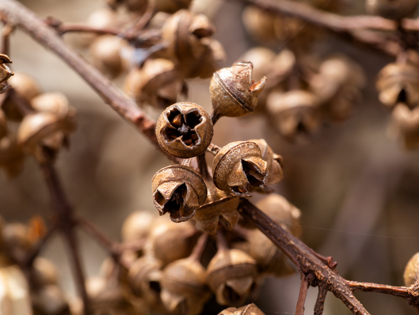 25 TASMANIAN Blue Gum TREE / EUCALYPTUS Globulus Flower Seeds