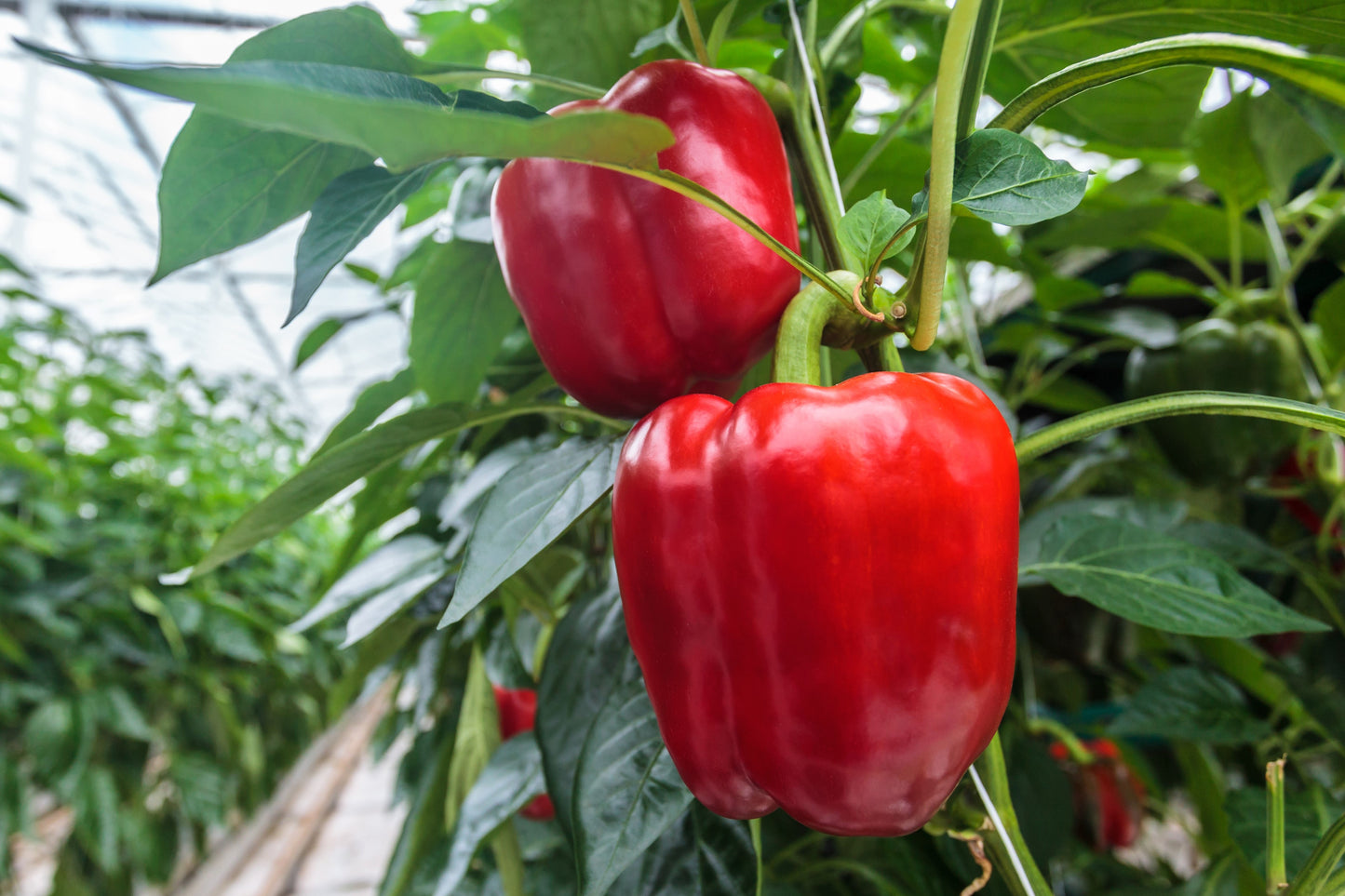 150 BIG RED Bell PEPPER Sweet Capsicum Annuum Vegetable Seeds