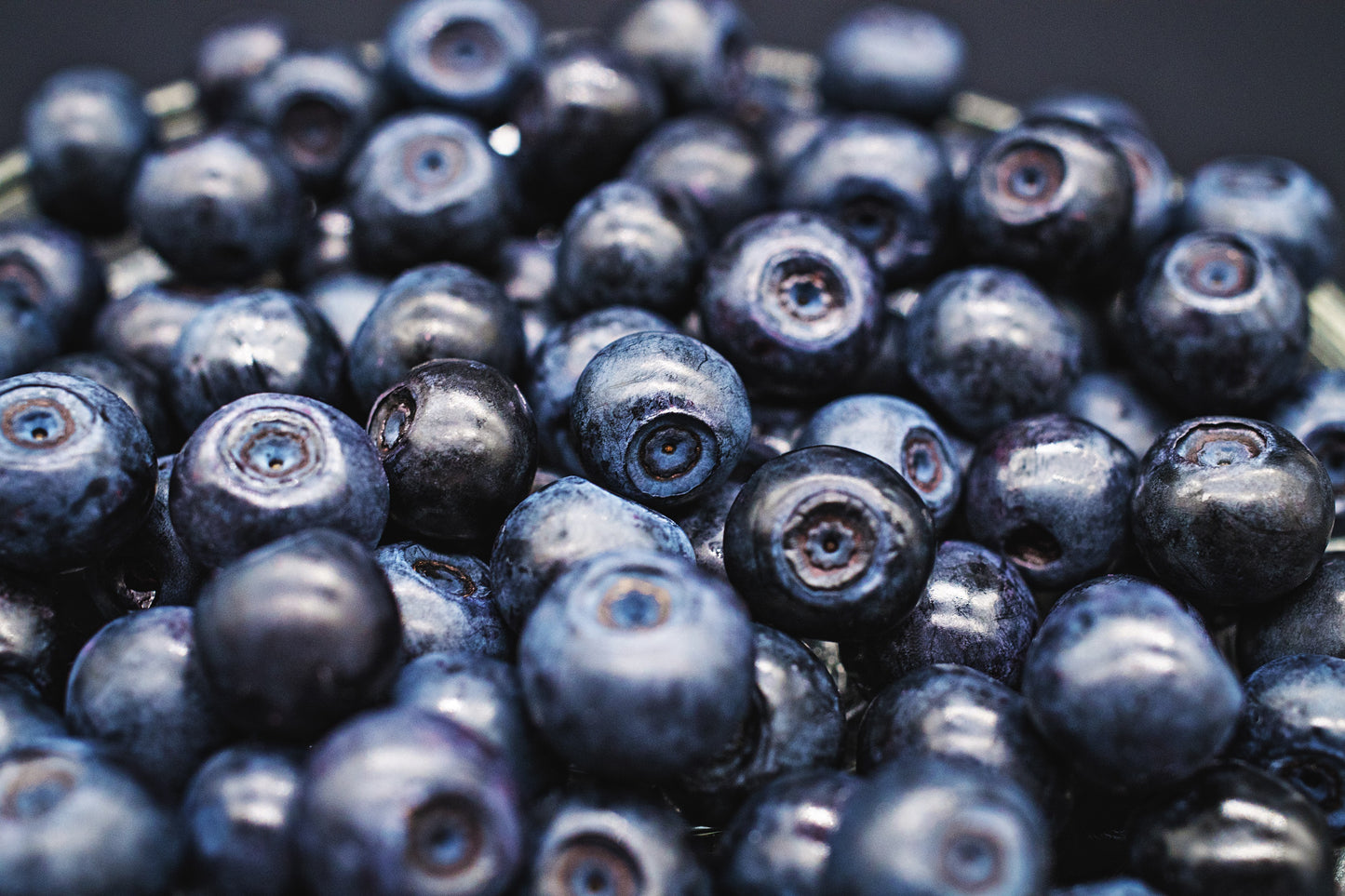 20 Common BILBERRY Fruit Shrub European Blueberry Vaccinium Myrtillus Seeds