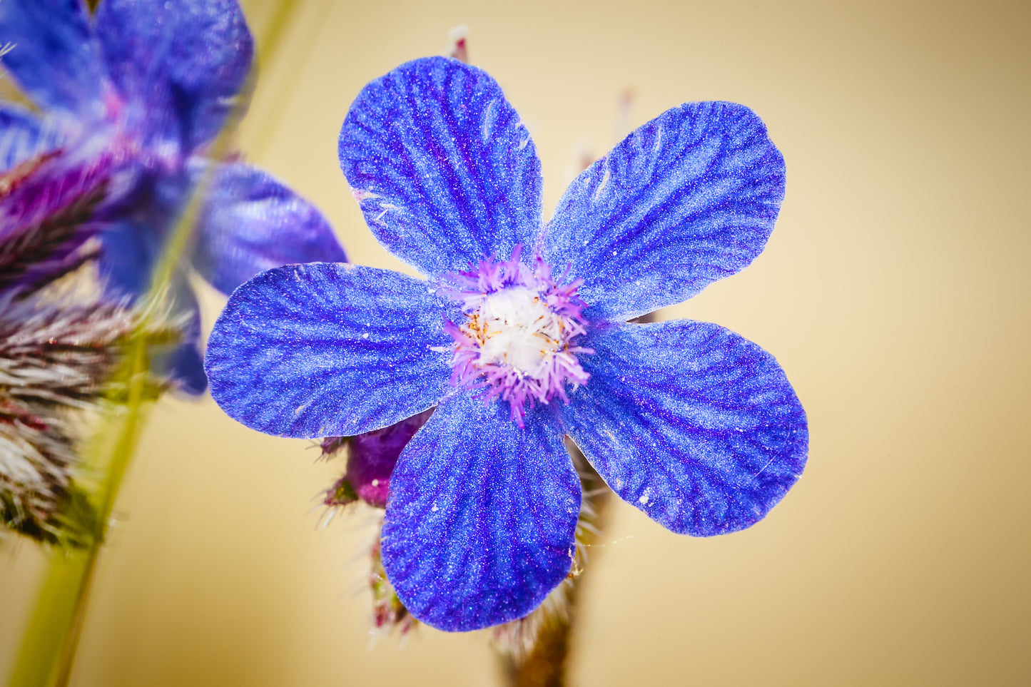 100 BLUE ANGEL ANCHUSA (Summer Forget Me Not) Anchusa Carpensis Flower Seeds