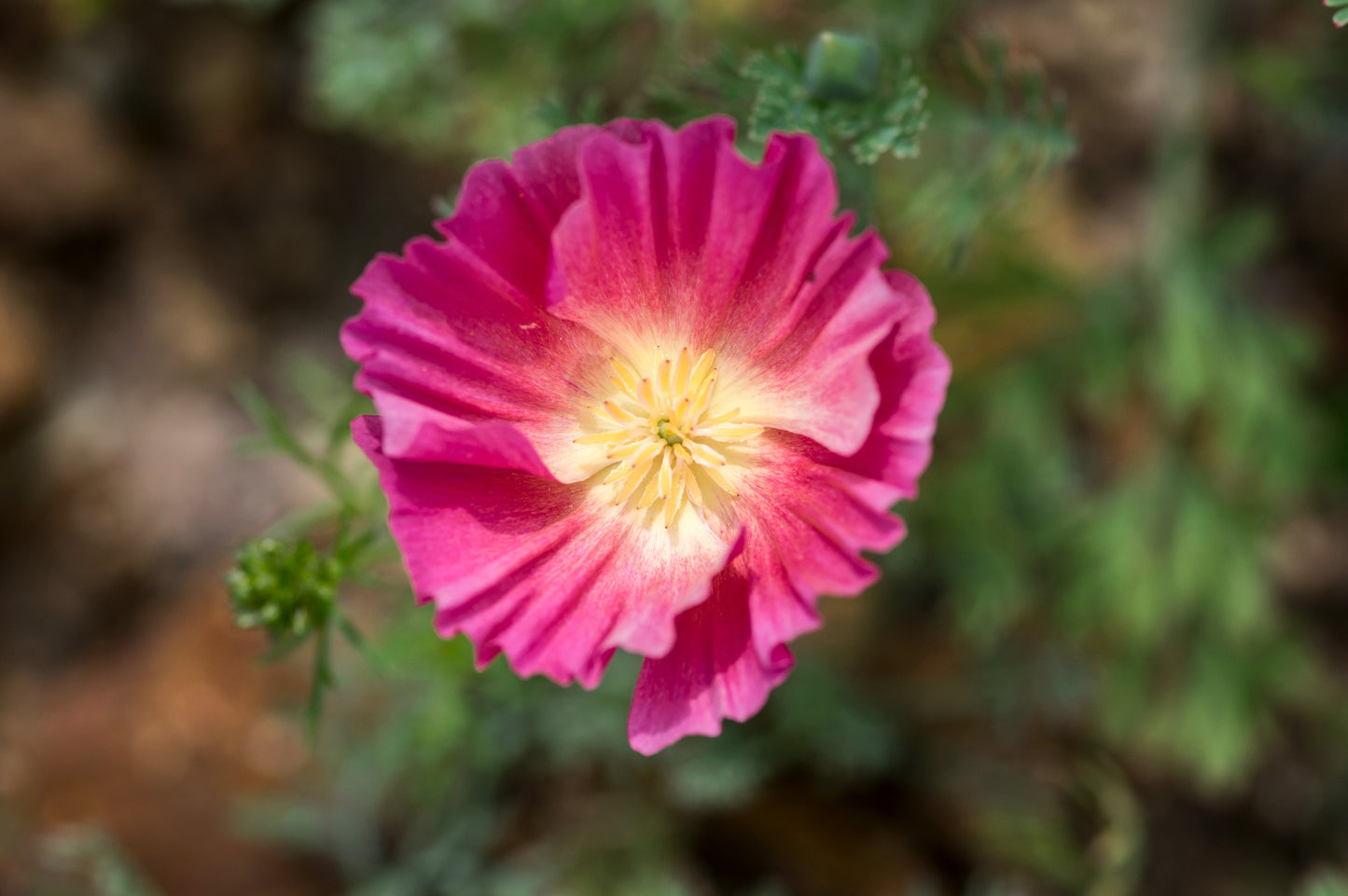 100 PURPLE Gleam CALIFORNIA POPPY Eschscholzia Californica Flower Seeds