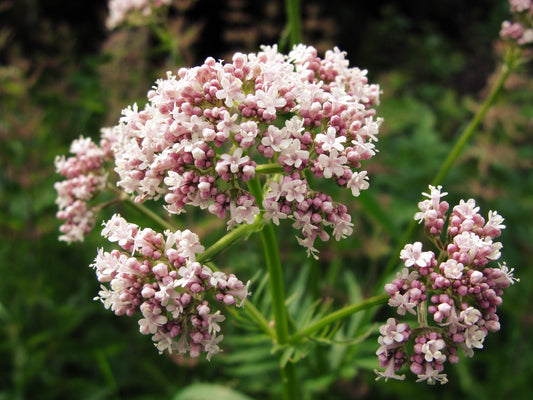 250 VALERIAN (Garden Heliotrope / Heal All) Valeriana Officinalis Herb Flower Seeds