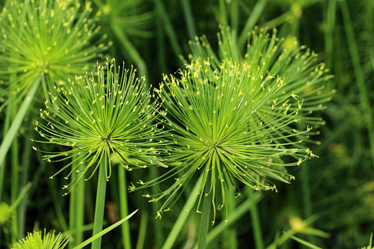 20 Cyperus PAPYRUS Paper Reed Water Plant Egyptian Nile Grass Yellow Flower Seeds