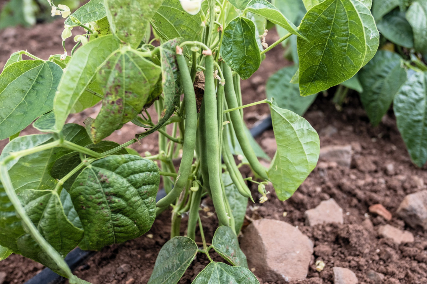 50 NAVY BEAN Michigan Pea White Phaseolus Vulgaris Soup Vegetable Seeds