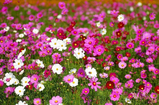350 COSMOS SENSATION MIX Mixed Colors Cosmos Bipinnatus Flower Seeds
