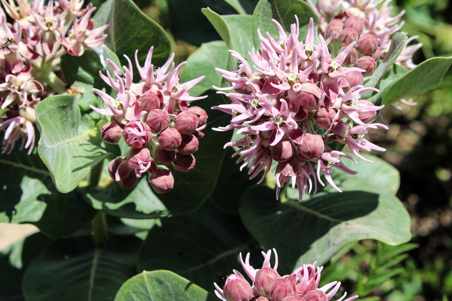 50 SHOWY (Greek) MILKWEED Asclepias Speciosa Flower Seeds