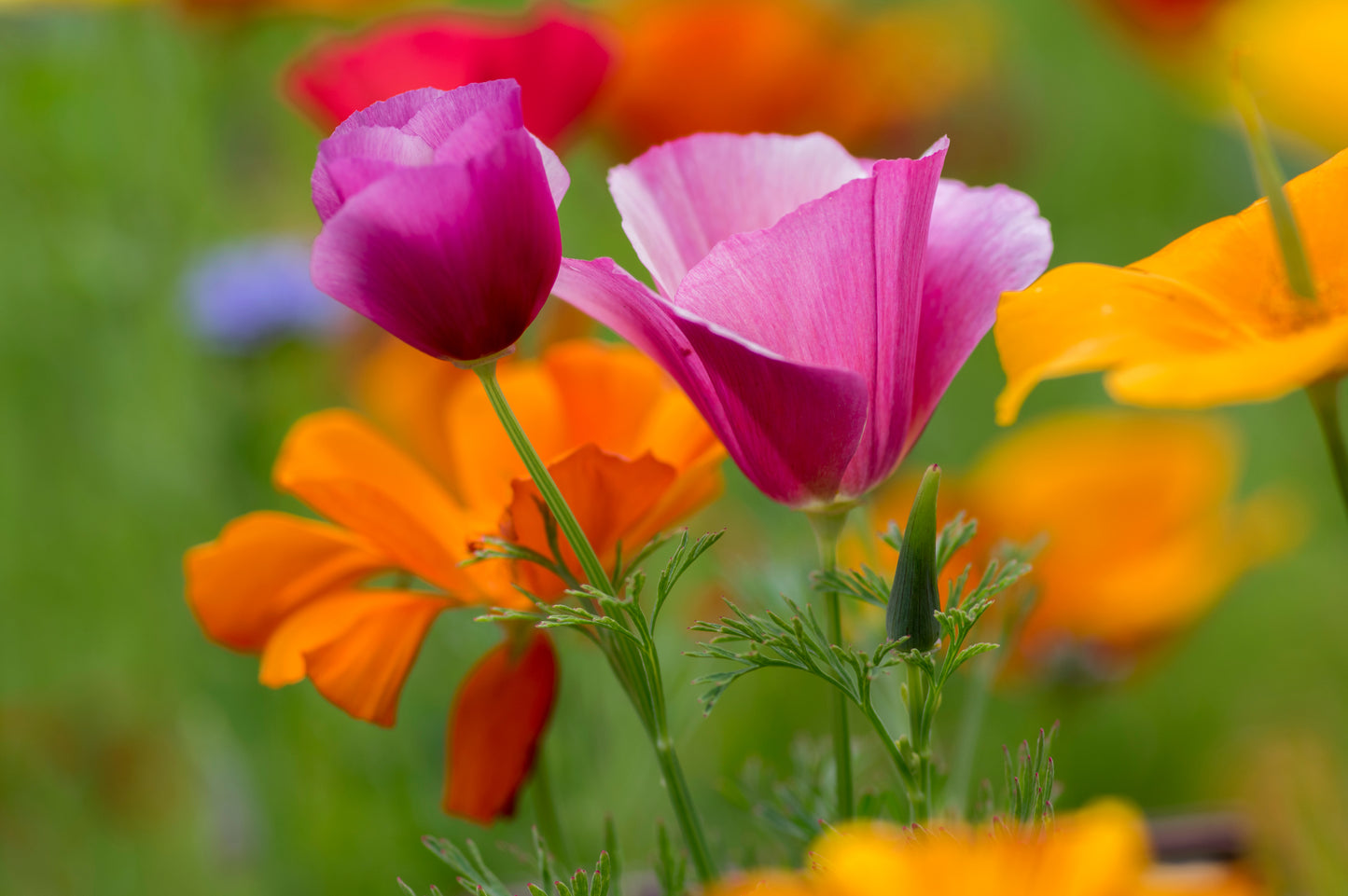 100 PURPLE Gleam CALIFORNIA POPPY Eschscholzia Californica Flower Seeds