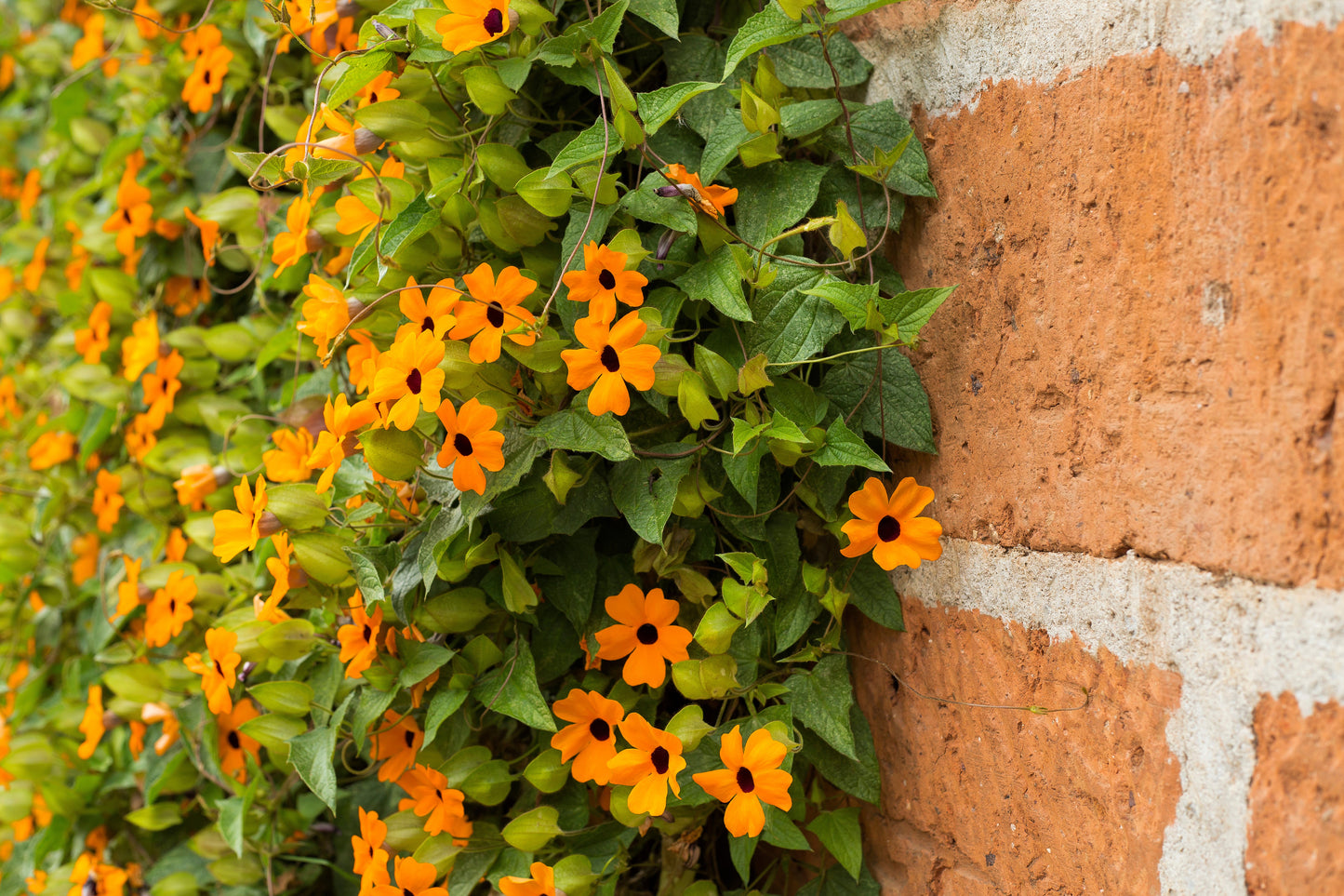 30 BLACK Eyed SUSAN VINE Thunbergia Alata Orange Yellow Black Flower Seeds