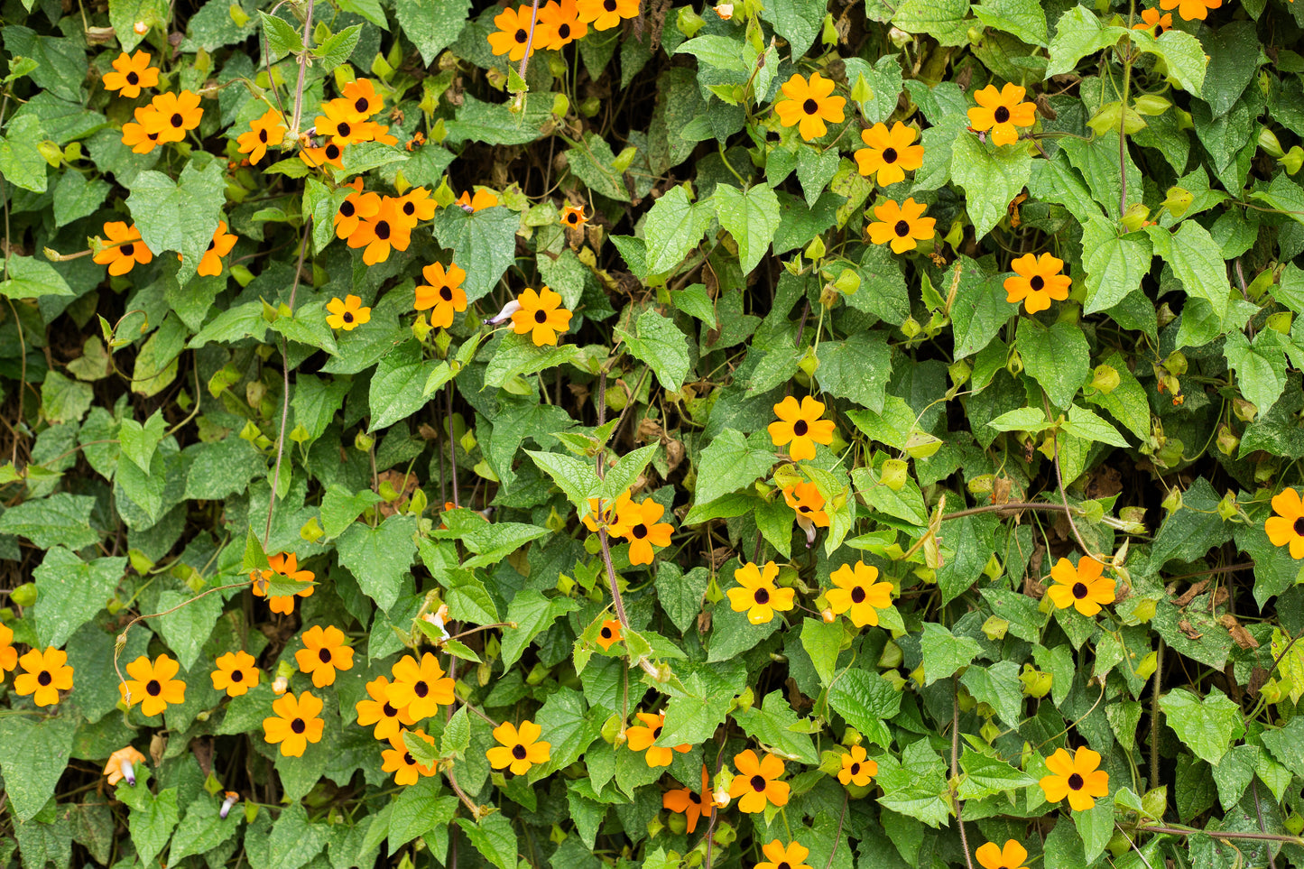 30 BLACK Eyed SUSAN VINE Thunbergia Alata Orange Yellow Black Flower Seeds