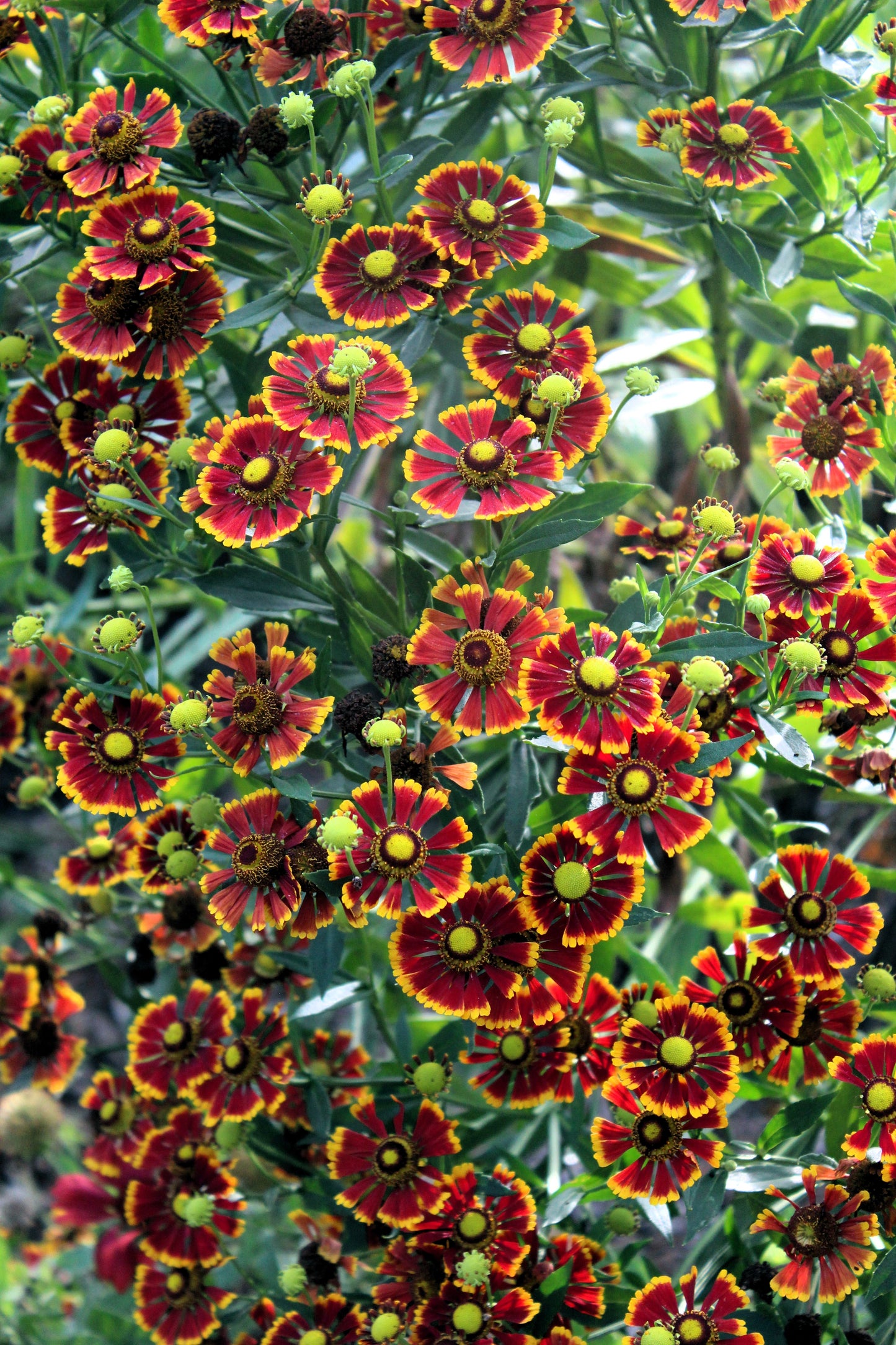 100 HELENIUM ' AUTUMN LEAVES ' Mix Helenium Autumnale Sneezeweed Mixed Colors Flower Seeds