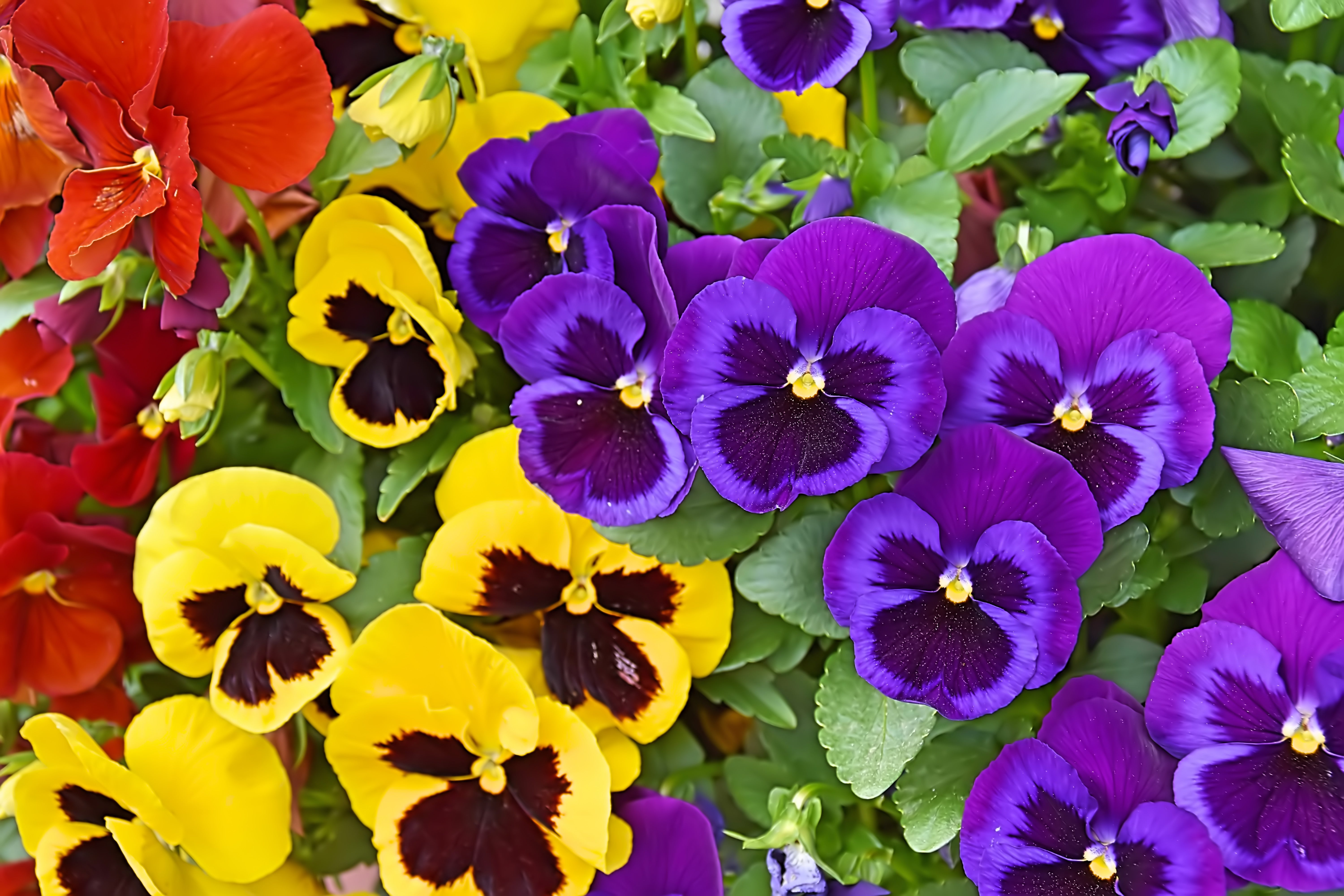 Seedville Swiss Giant Pansy Seeds - Thumbnail 5