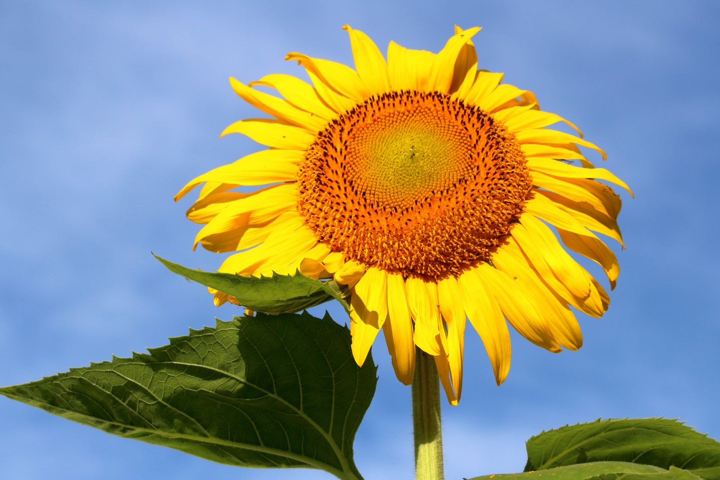 75 MAMMOTH GREY Stripe SUNFLOWER Helianthus Annuus Flower Seeds
