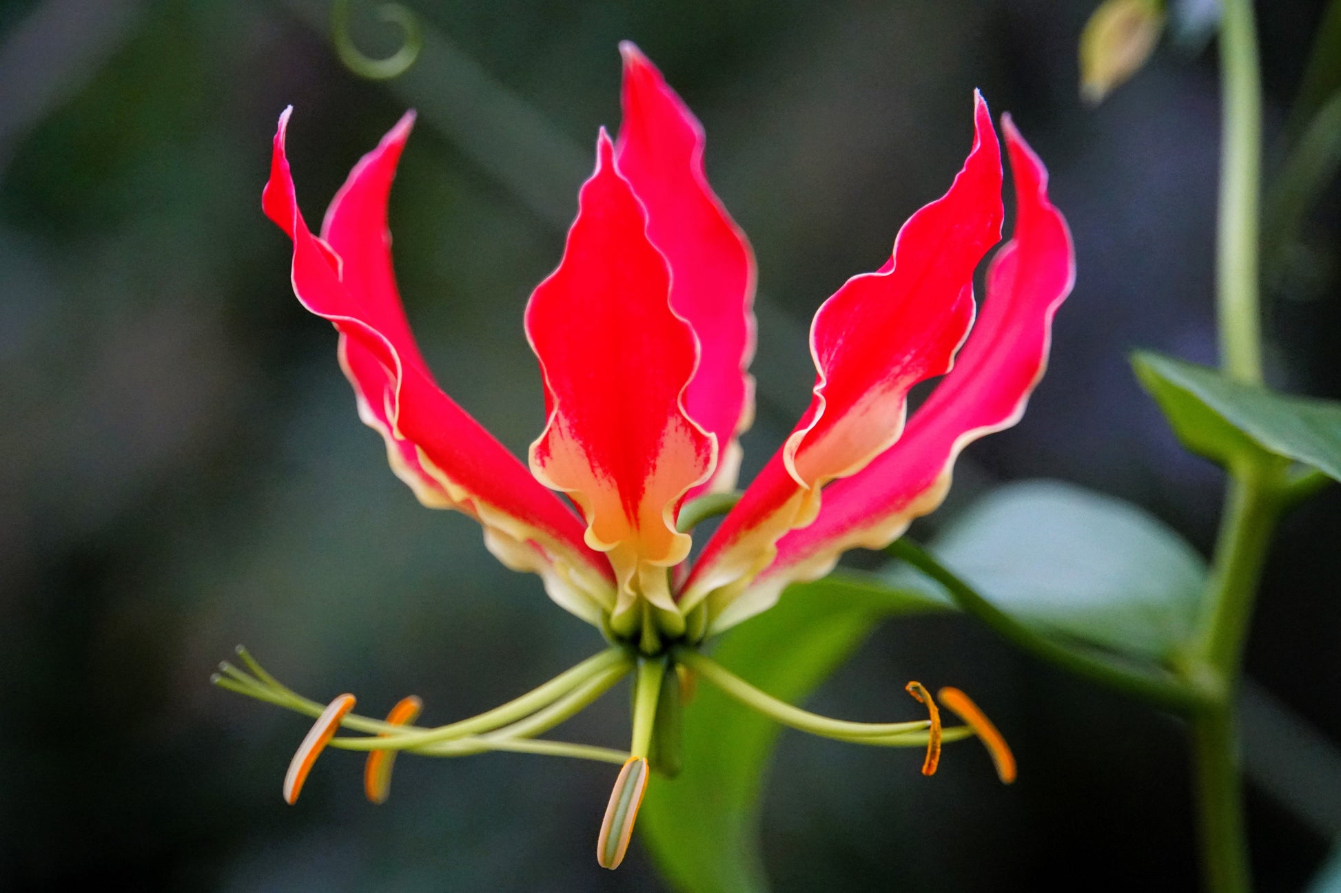 fire lily flower 10 RED GLORIOSA LILY Flame Lily Gloriosa Superba Red & Yellow Flower V – Seedville USA