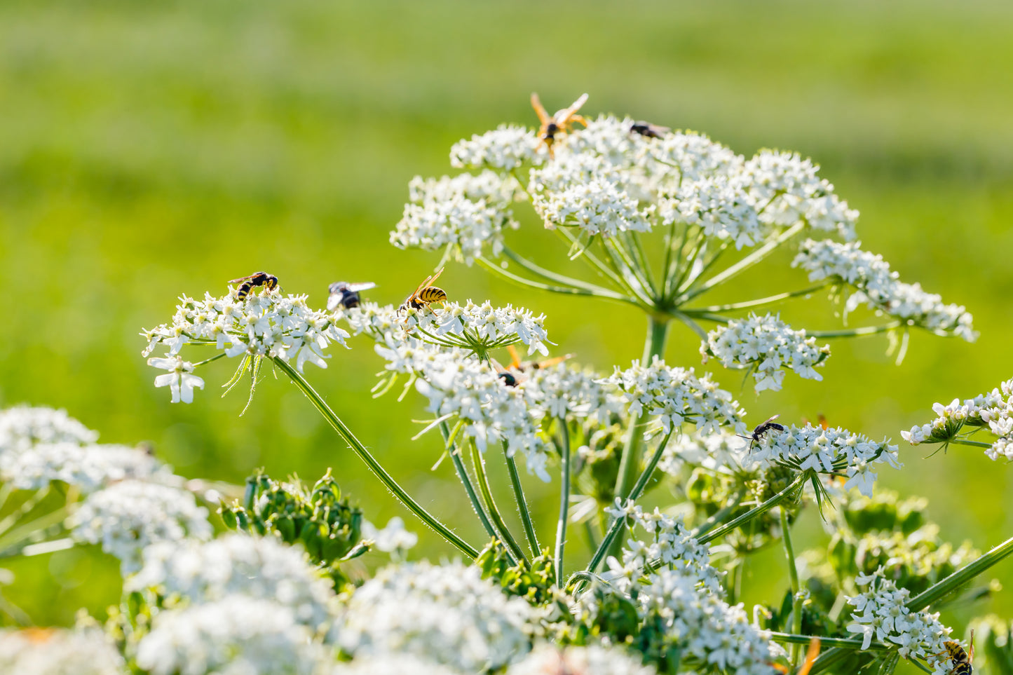 400 CARAWAY Carum Carvi HERB Flower Seeds