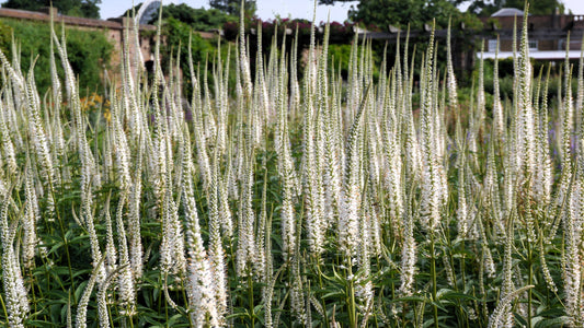 1000 CULVERS ROOT (Black Root) Veronicastrum Virginicum Flower Seeds