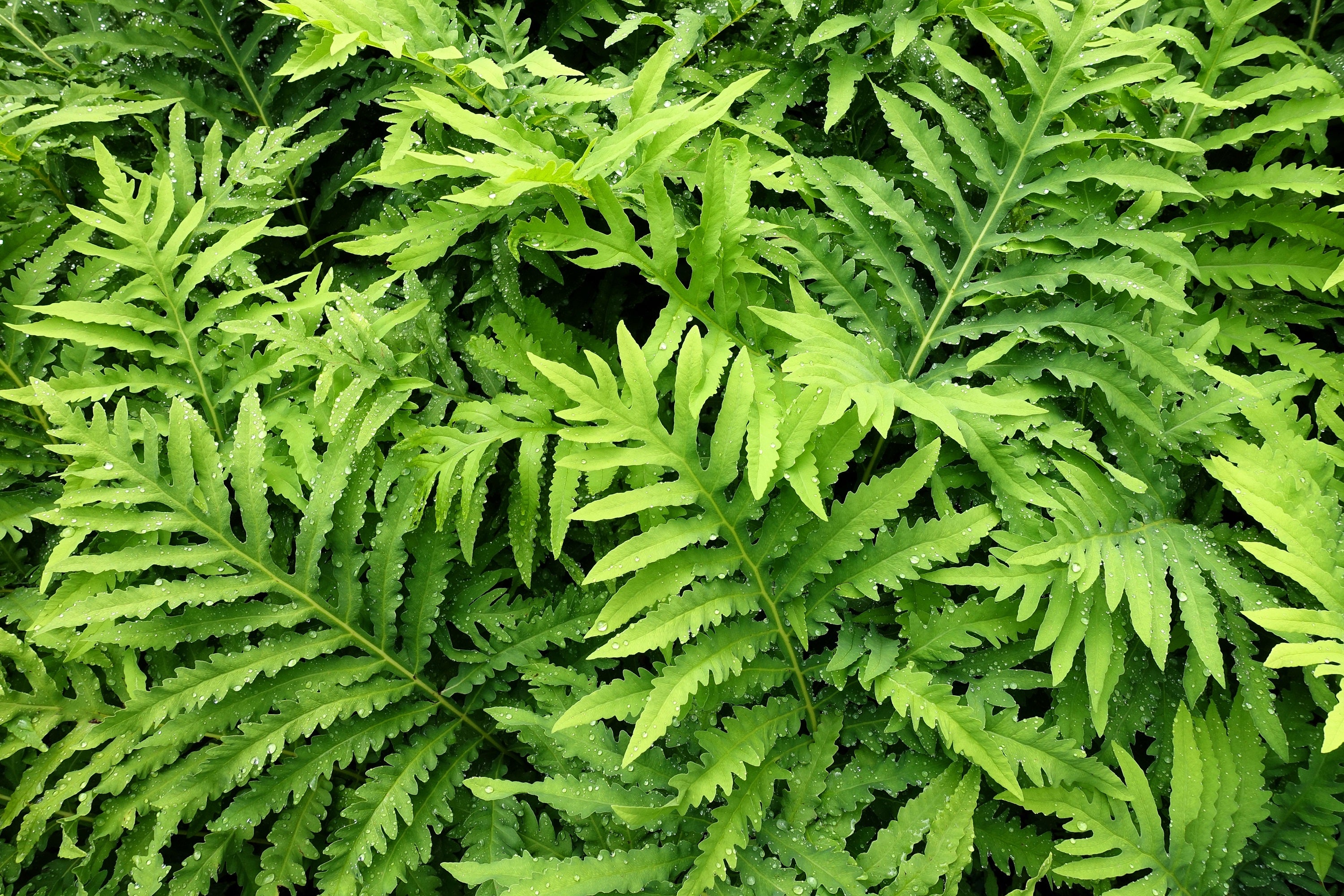 1000 + SENSITIVE FERN Onoclea Sensibilis aka Bead or Sympathy Fern