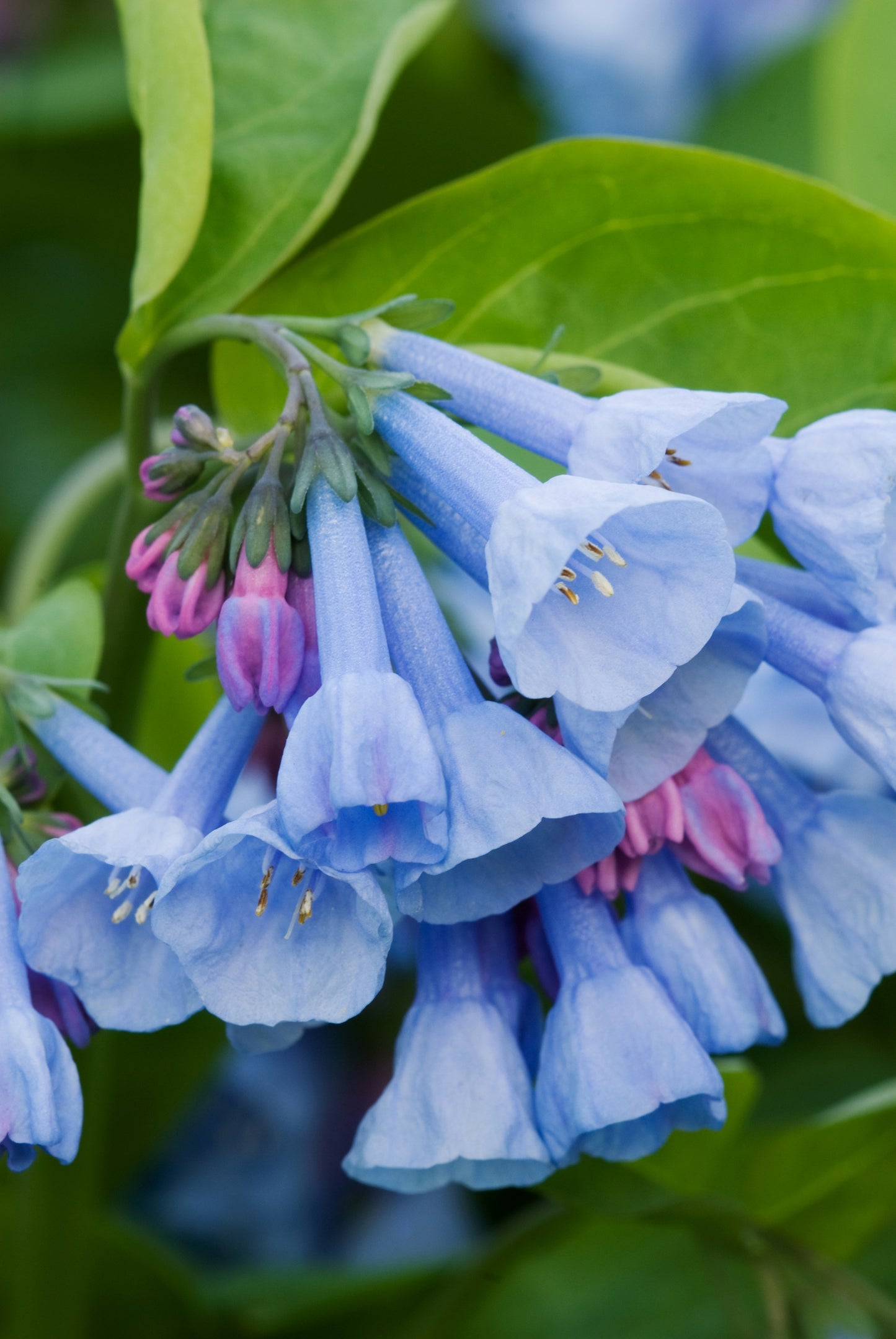 25 VIRGINIA BLUEBELLS True Blue & Pink Mertensia Virginica Flower Seeds