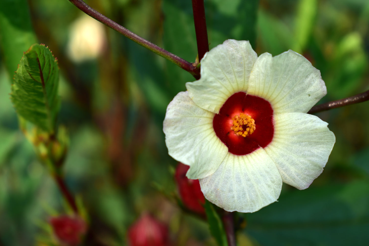 50 ROSELLE HIBISCUS Sabdariffa Rosella Fruit White & Red Flower Seeds