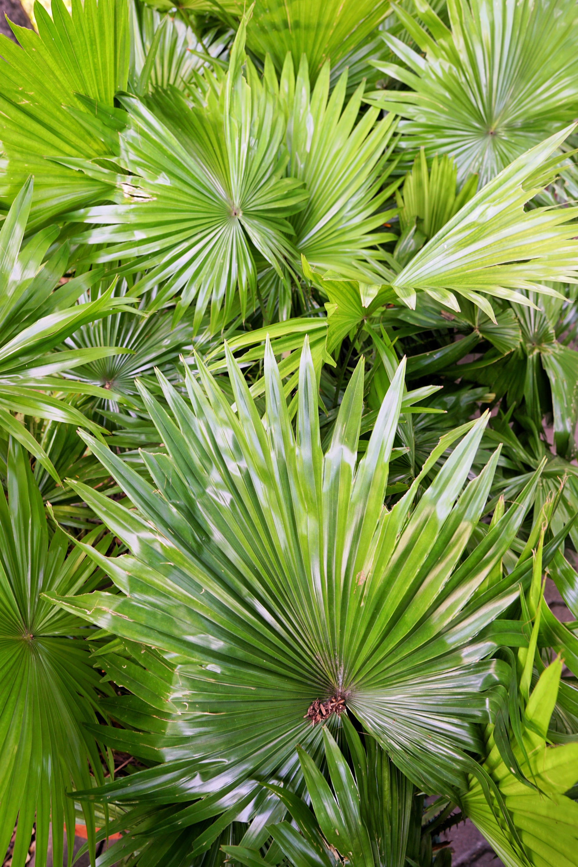 palm meadow plant 5 GREEN SAW PALMETTO Serenoa Repens American Dwarf Palm Tree Shrub Edible Fruit Sun or Shade Seeds