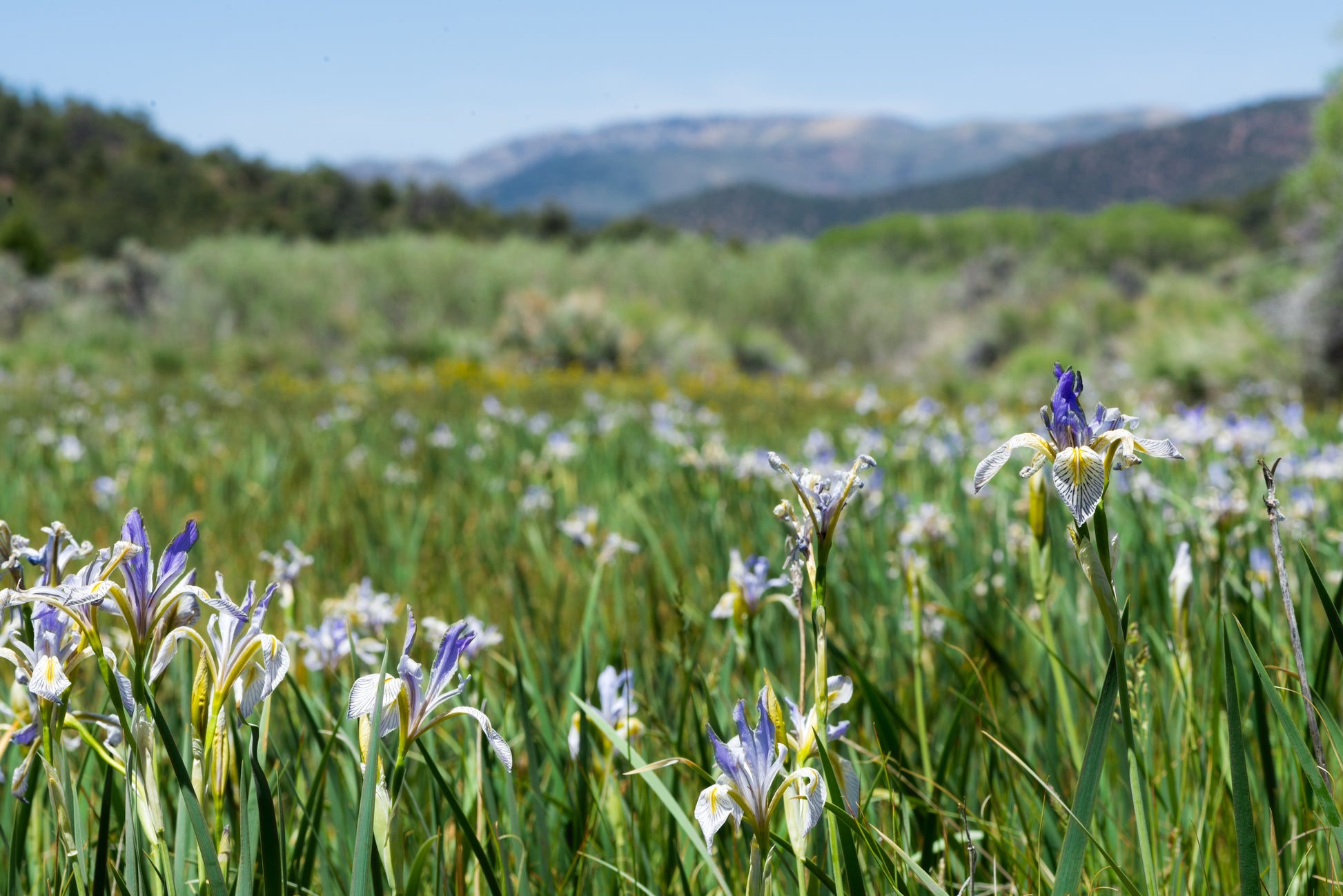 wild flower seeds missouri 50 MISSOURI IRIS Missouriensis Rocky Mountain Blue Purple Yellow Flowe – Seedville USA