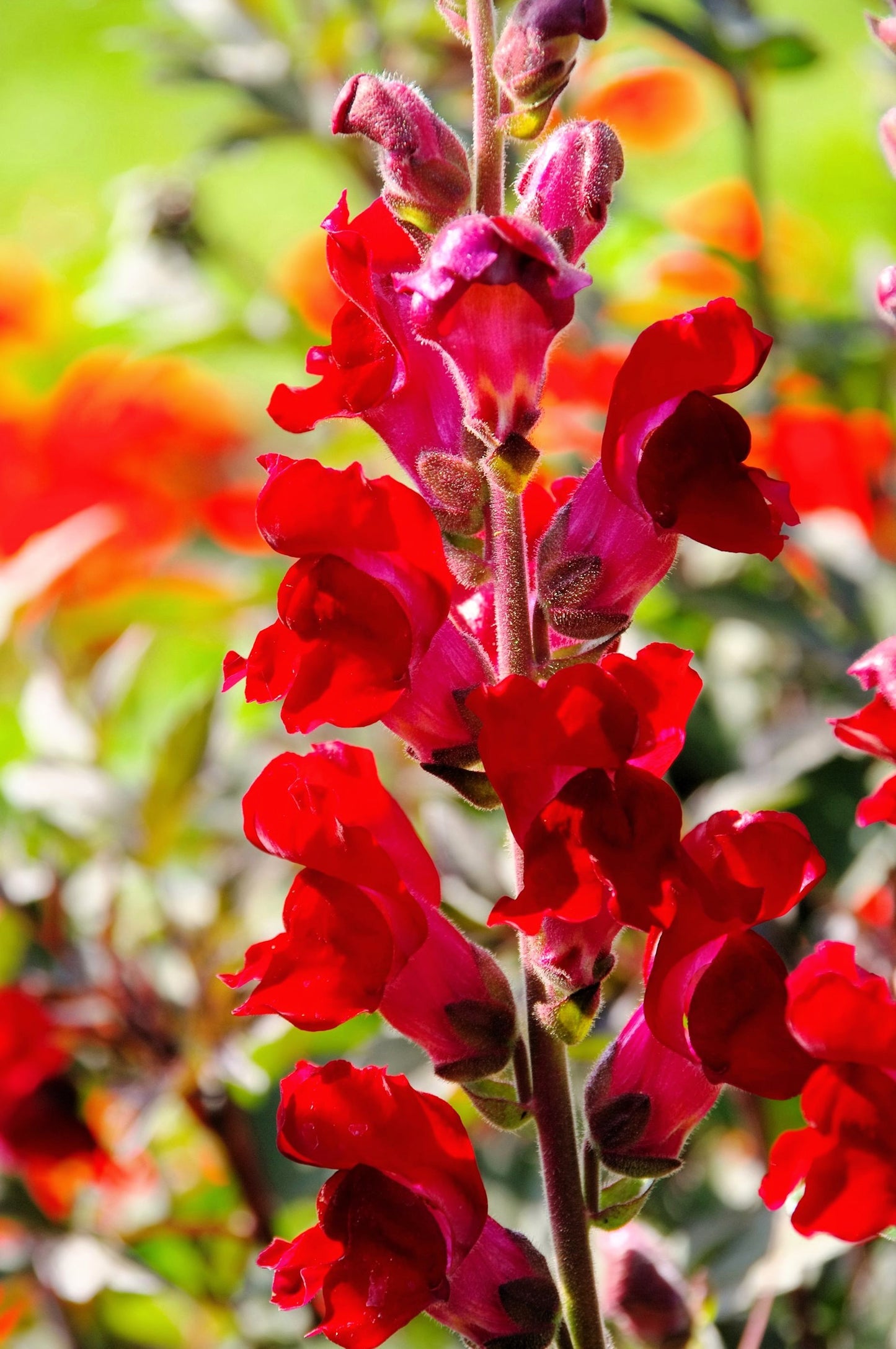 250 RUBY RED SNAPDRAGON Antirrhinum Majus Flower Seeds