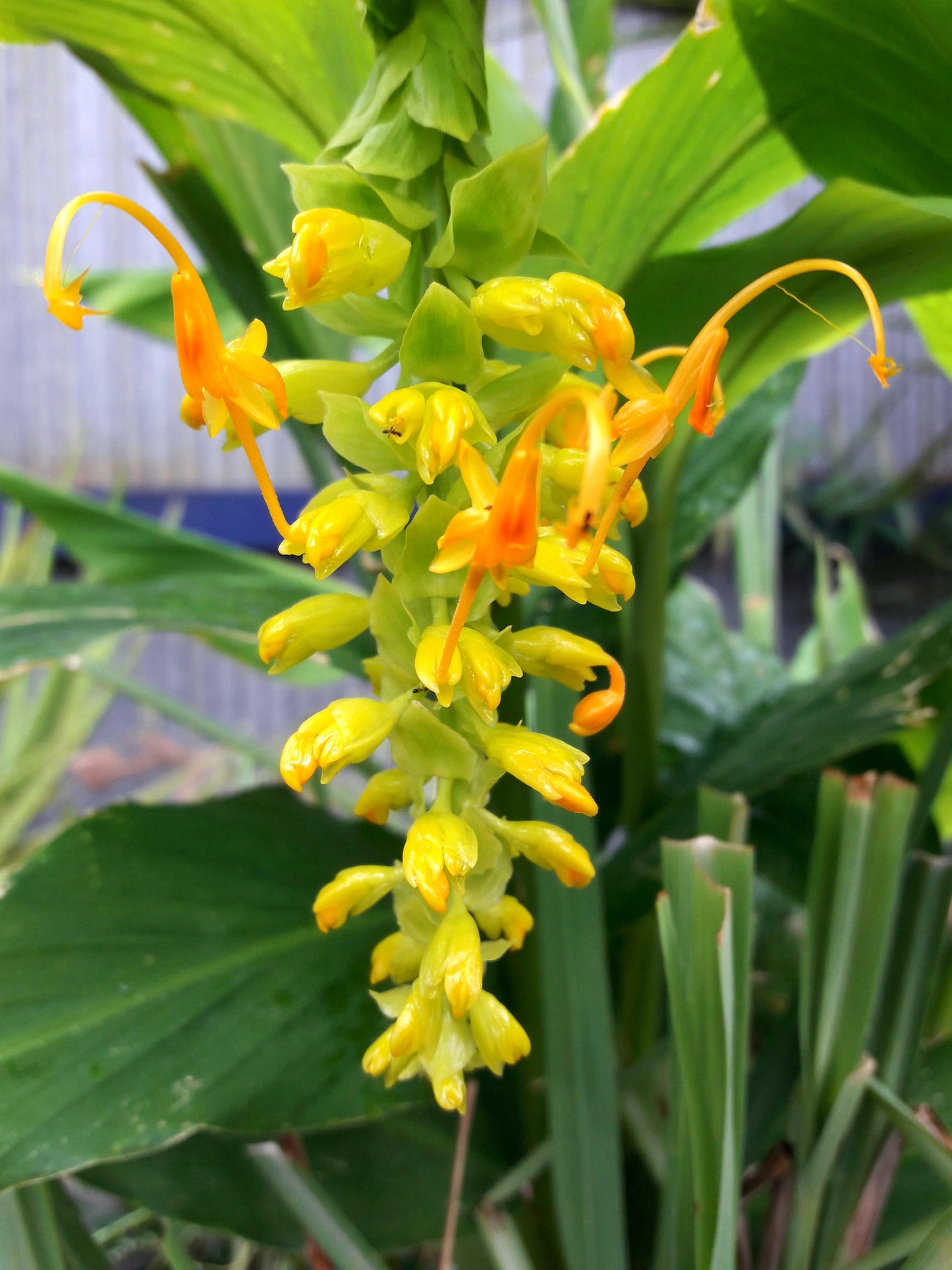 10 DANCING GIRL GINGER Globba Schomburgkii Yellow Fairy Ginger Houseplant Shade Flower Seeds