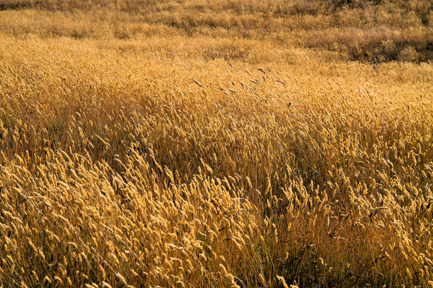 150 SWEET VERNAL GRASS Sweet Grass Vanilla Grass Anthoxanthum Odoratum Fragrant Vernalgrass Ornamental Craft Seeds