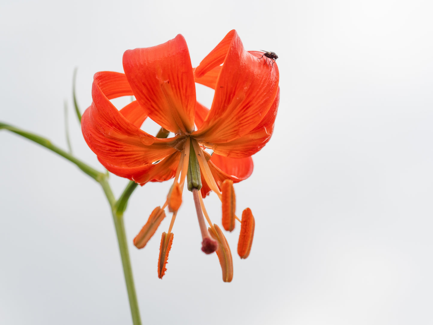 10 CORAL LILY Siberian Turk's Cap Lilium Pumilum Coral Red Fragrant Flower Seeds