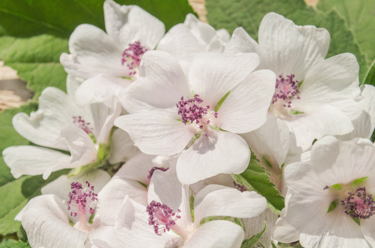 50 WHITE MARSH MALLOW Althaea Officinalis Flower Seeds