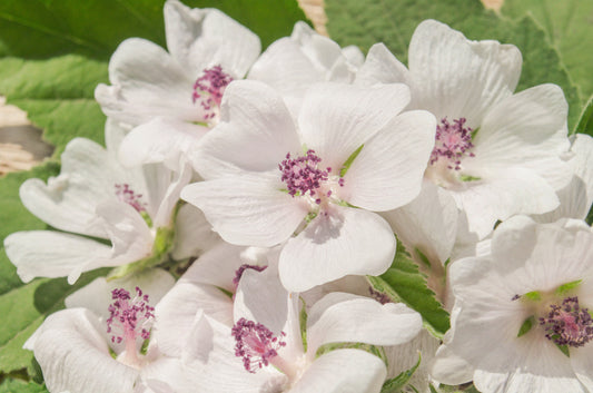 50 WHITE MARSH MALLOW Althaea Officinalis Flower Seeds