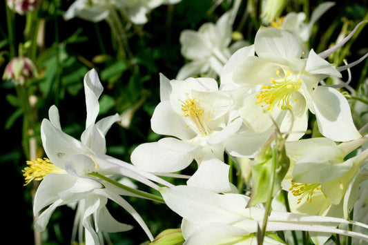 25 CRYSTAL STAR White COLUMBINE Aquilegia Caerulea Flower Seeds