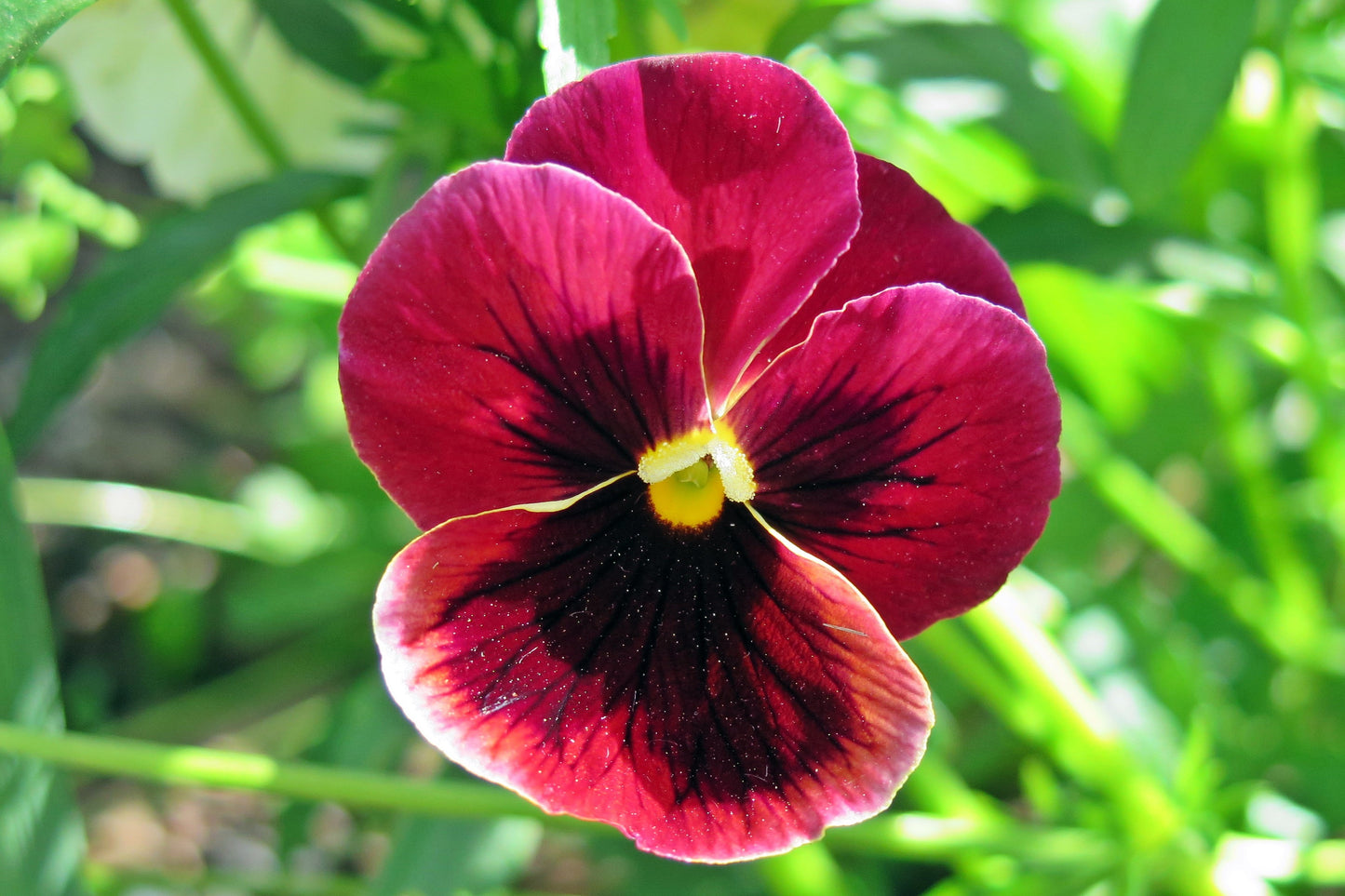 50 RASPBERRY BLOTCH PANSY Swiss Giant Viola Wittrockiana Pink Flower Seeds