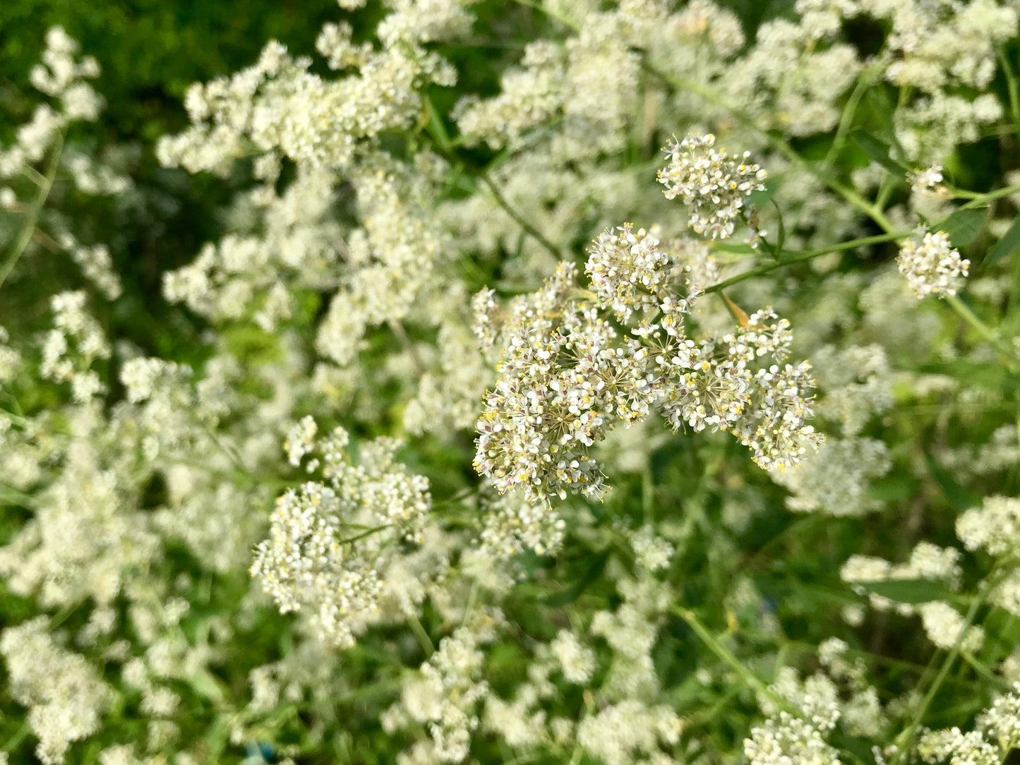 500 WHITE ANISE Pimpinella Anisum HERB Flower Seeds