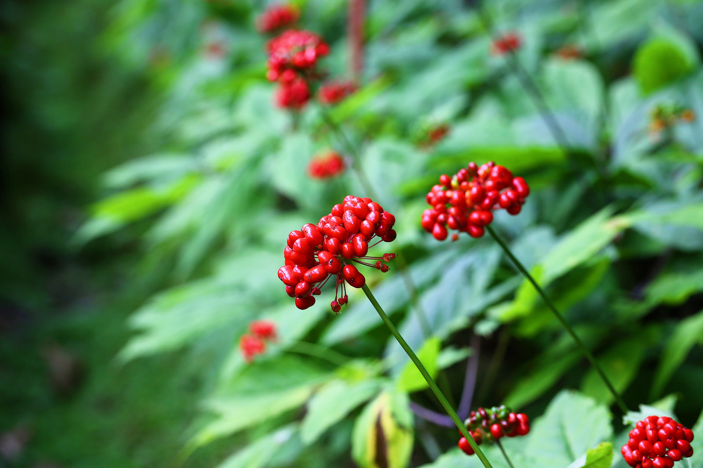 15 Asian KOREAN GINSENG Panax Shade Chinese Herb Seeds