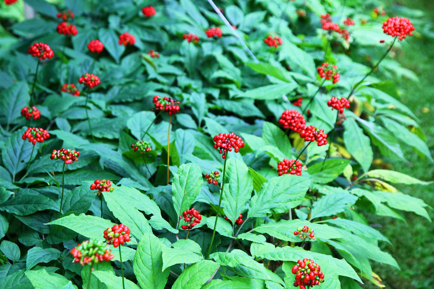 15 Asian KOREAN GINSENG Panax Shade Chinese Herb Seeds