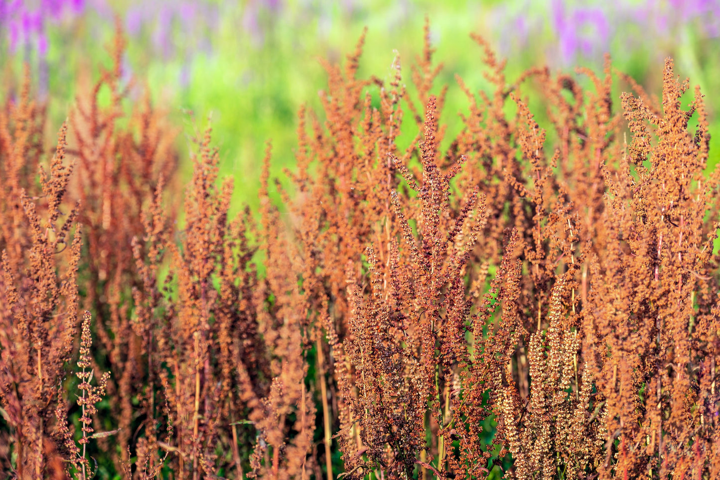 200 LARGE LEAF SORREL (Garden Sorrel / Spinach Dock / Redshank) Rumex Acetosa Vegetable Seeds