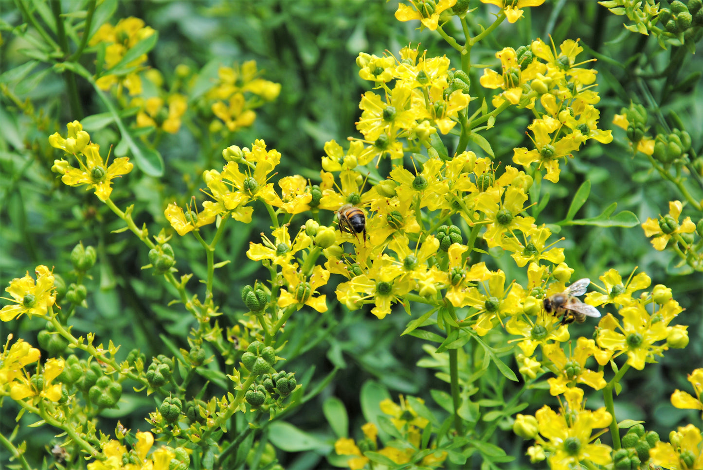 50 YELLOW RUE Herb of Grace Common Ruta Graveolens Fragrant Evergreen Flower Seeds