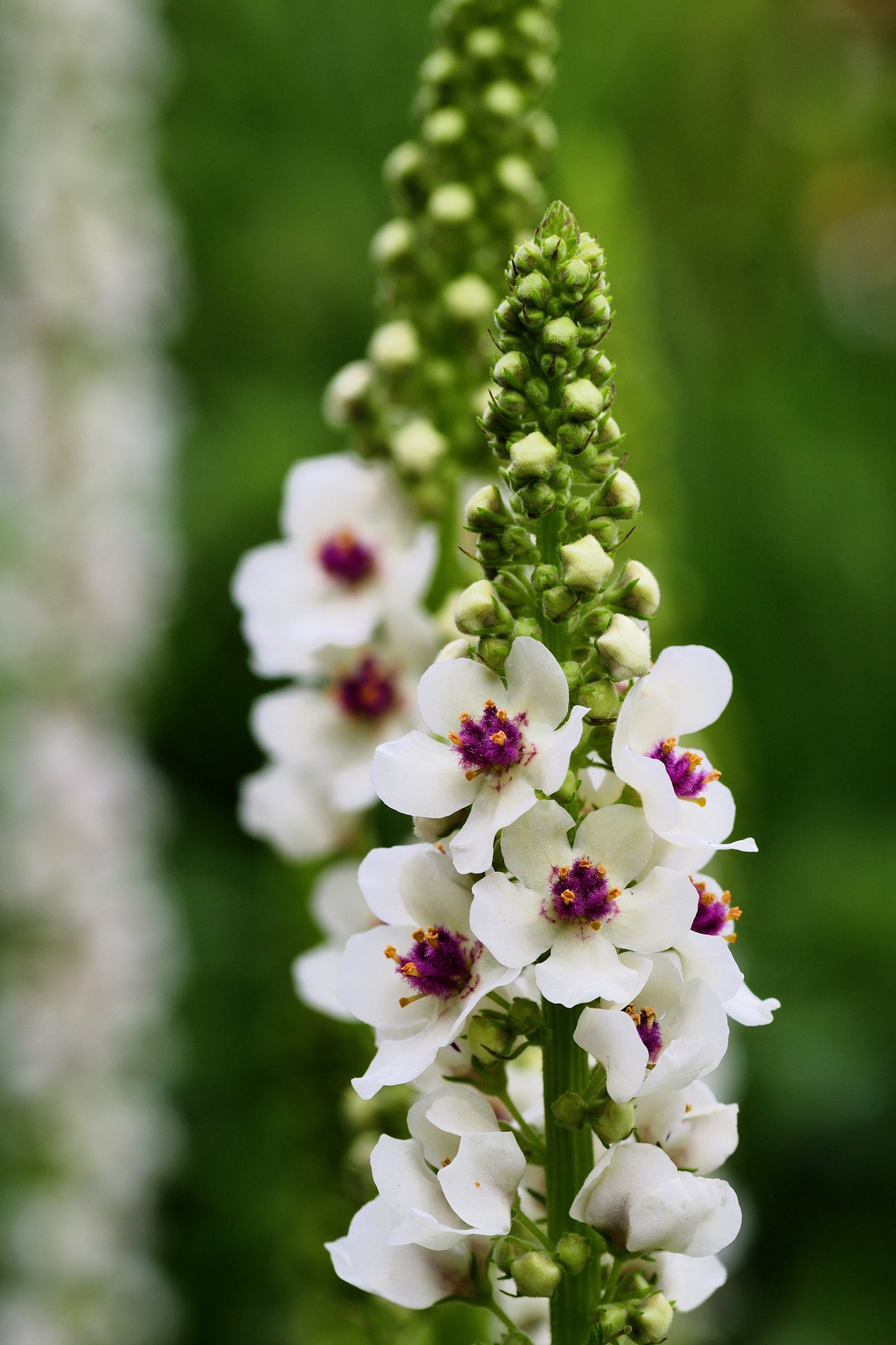 50 WEDDING CANDLES VERBASCUM Chaixii Album Mullein White Purple Flower Seeds