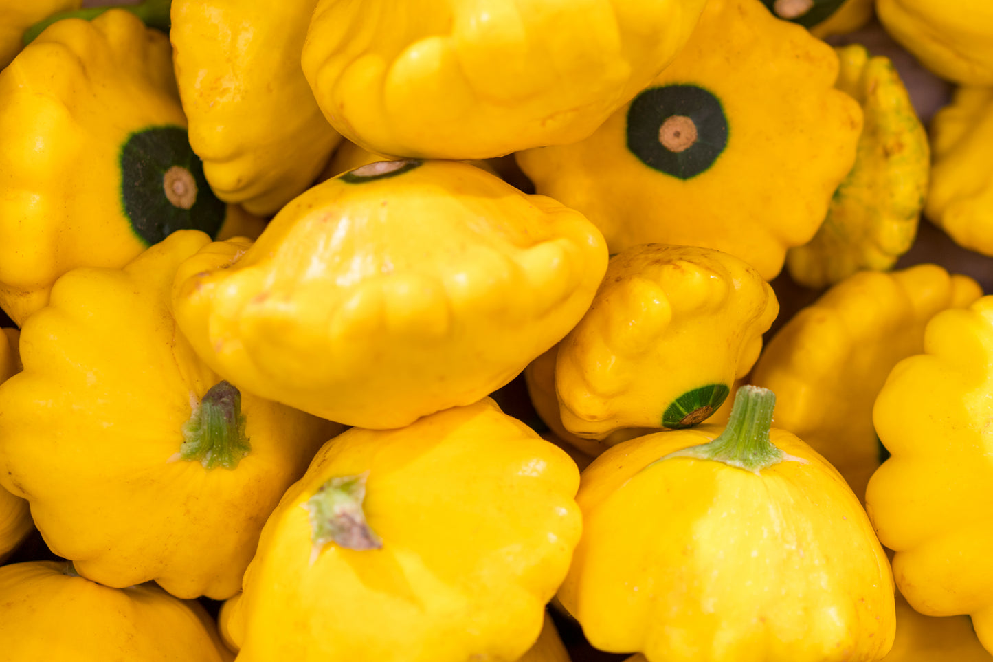 10 Golden YELLOW Bush SCALLOP SQUASH (Patty Pan / Paty Pan / Squanter Squash) Summer Cucurbita Pepo Vegetable Seeds