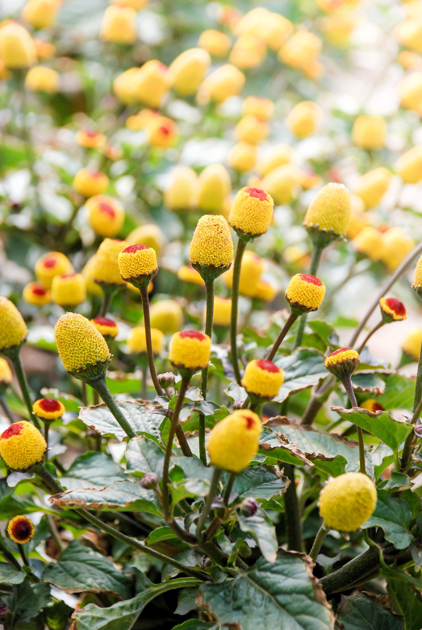 100 TOOTHACHE / EYEBALL PLANT Spilanthes Oleracea Red & Yellow Flower Herb Seeds