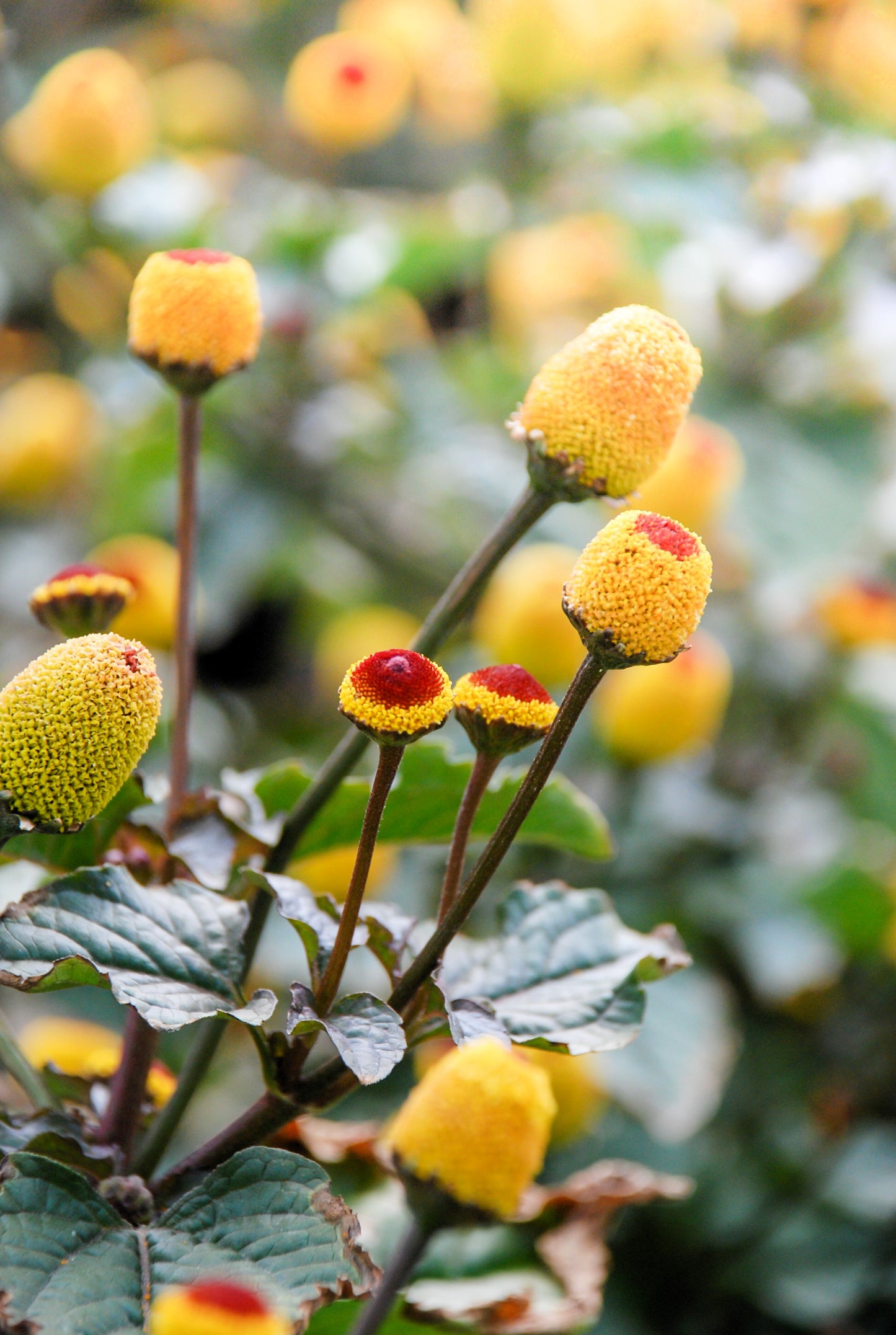 100 TOOTHACHE / EYEBALL PLANT Spilanthes Oleracea Red & Yellow Flower Herb Seeds