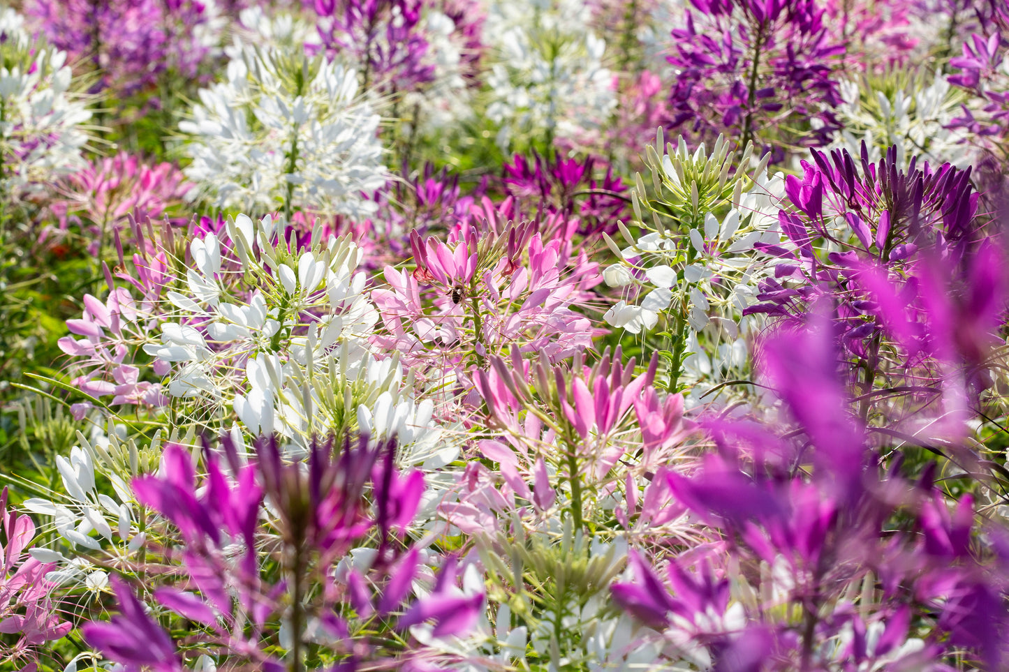 250 MIXED Colors QUEEN CLEOME (Spider Flower) Cleome Hassleriana Cleome Spinosa Flower Seeds