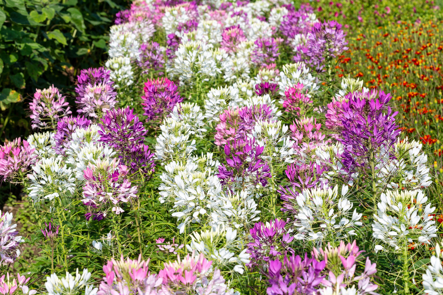 250 MIXED Colors QUEEN CLEOME (Spider Flower) Cleome Hassleriana Cleome Spinosa Flower Seeds