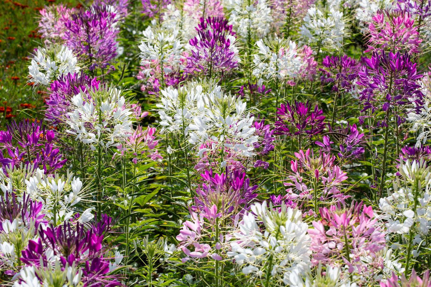 250 MIXED Colors QUEEN CLEOME (Spider Flower) Cleome Hassleriana Cleome Spinosa Flower Seeds
