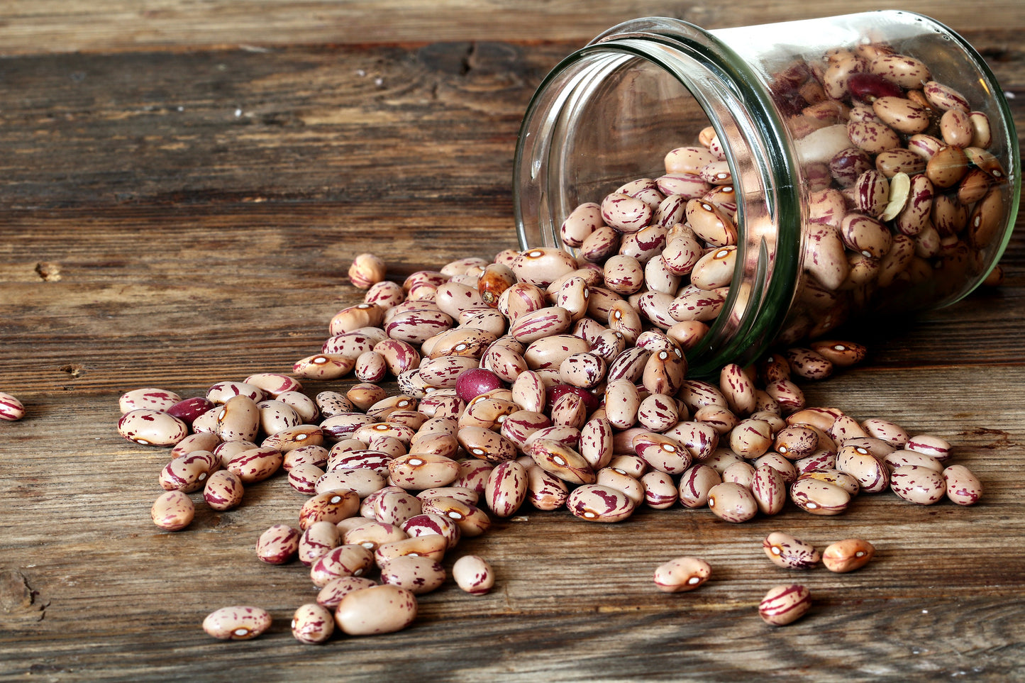 50 CRANBERRY BEAN French Horticulture Borlotti Roman Phaseolus Vegetable Seeds